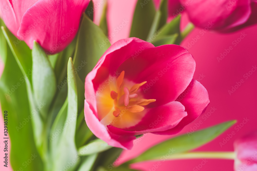Obraz premium Pink tulips. Macro scale. Soft Selective focus. Close up