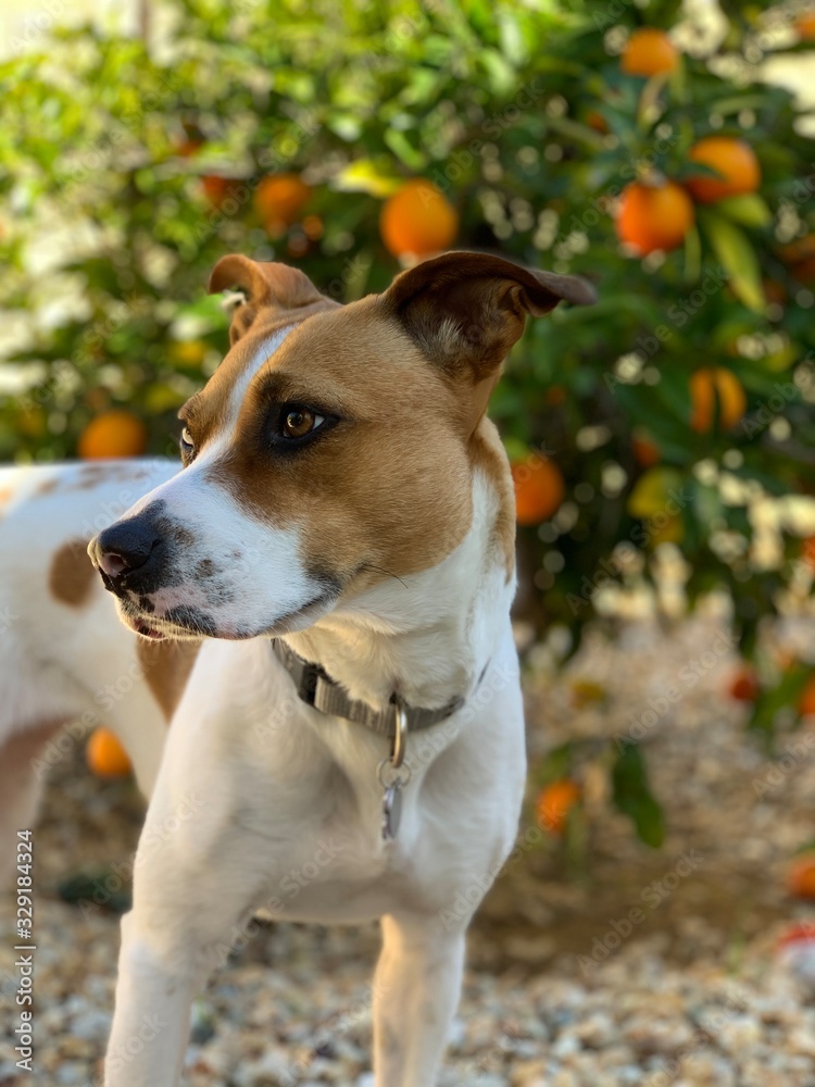 Dog in Oranges 4
