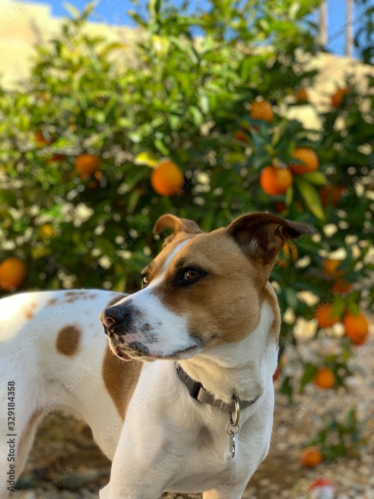 Dog in Oranges 1