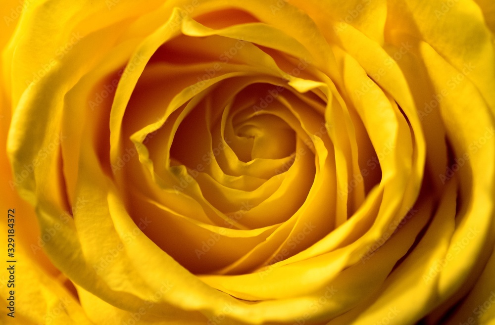 A close up portrait of a yellow rose bud. You can see all the details and the petals which are beautifully woven into each other. A close up portrait of a yellow rose bud. You can see all the details and the petals which are beautifully woven into each other.
