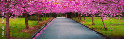 Beautiful spring romantic tunnel of pink flower trees