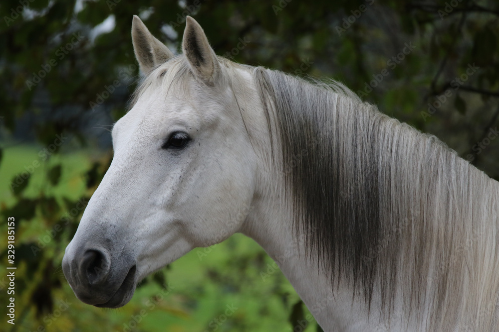 Obraz premium Pferd, Portrait