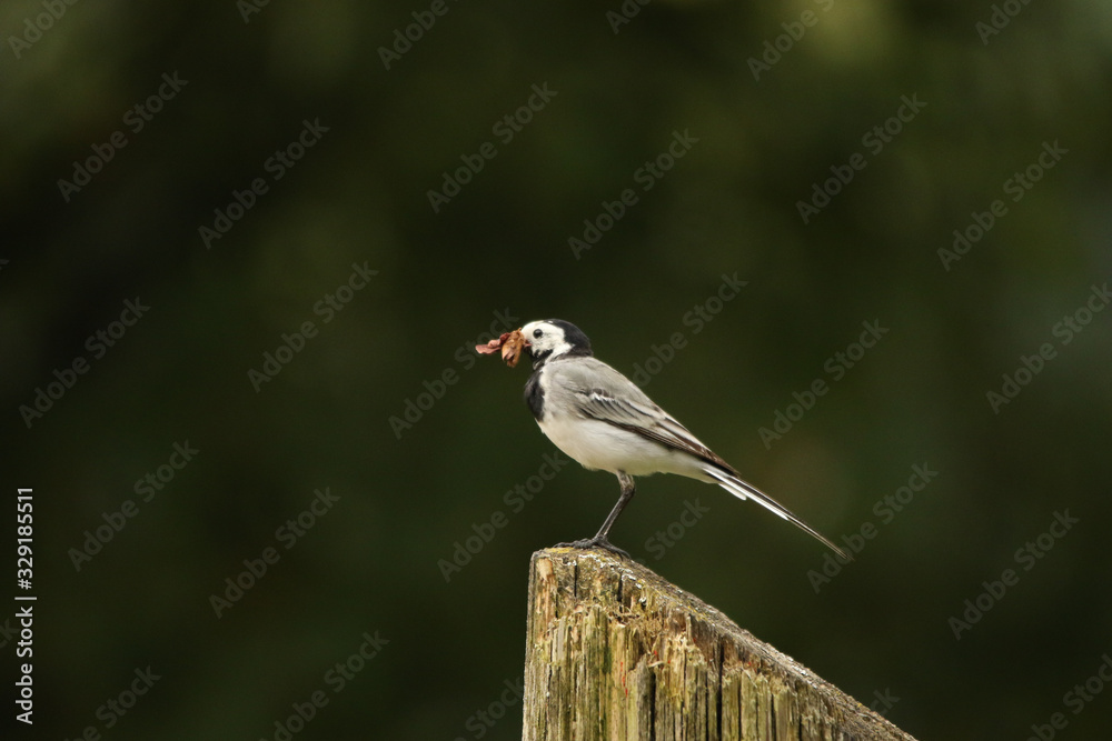 Rotschwänzchen Rotschwänzchen