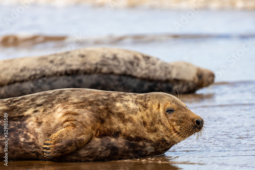 Close up of smiling grey seal on waters edge at Horsey Gap in Norfolk, UK