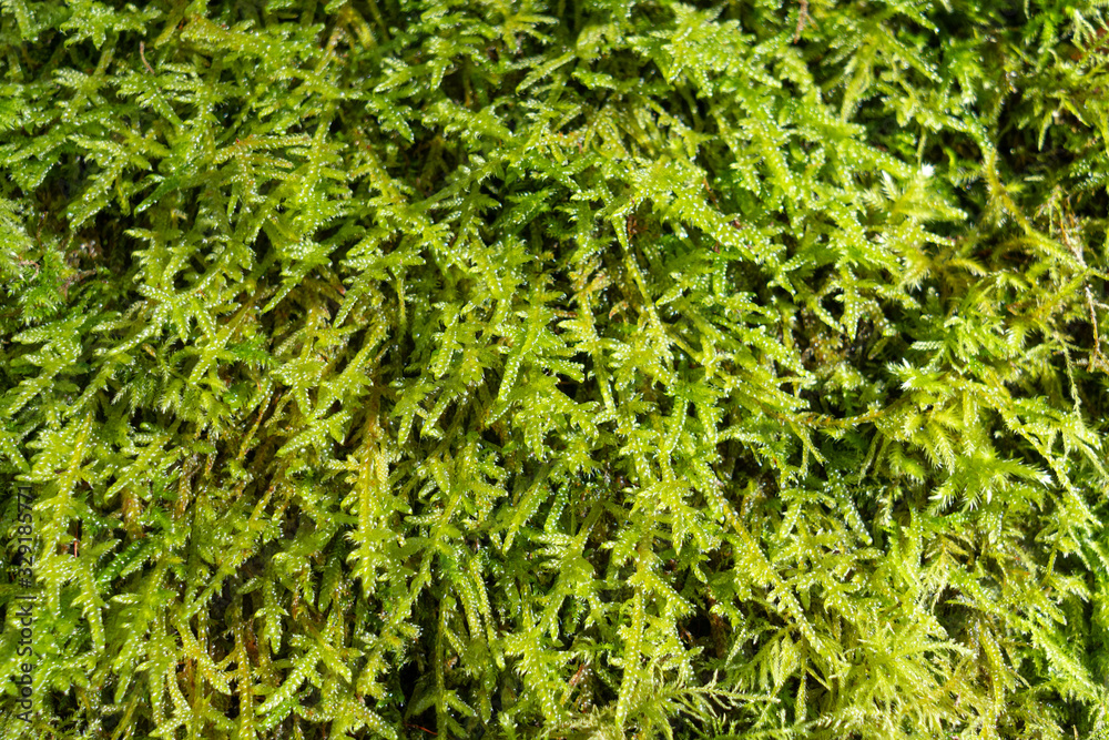 Green moss background. Nature backdrop Green moss background. Nature backdrop
