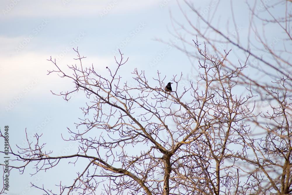 birds in branches against the blue sky birds in branches against the blue sky