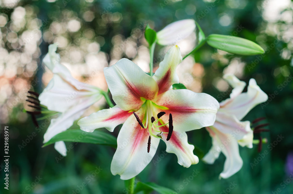 Fototapeta premium Two- tone Lily in the garden on a bokeh background