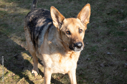 Shepherd dog staying on the ground. Close up.