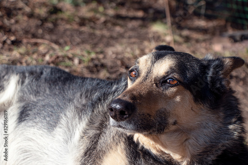 A guard dog laying on the ground. Close up.