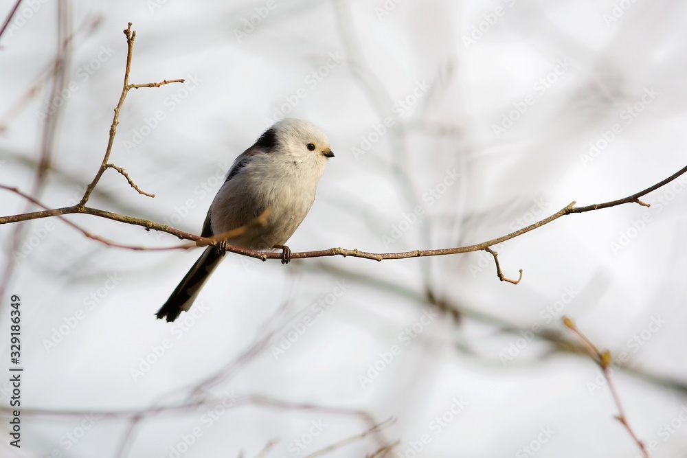 Long-tailed tit on a branch