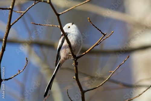 Long-tailed tit on a branch