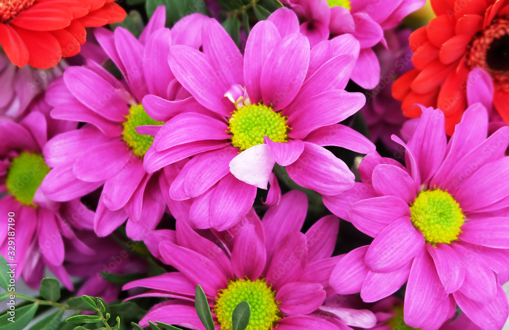 A bouquet of bright pink chrysanthemums with a yellow center, similar to daisies, a floral arrangement for romantic holidays, birthday, etc. A bouquet of bright pink chrysanthemums with a yellow center, similar to daisies, a floral arrangement for romantic holidays, birthday, etc.