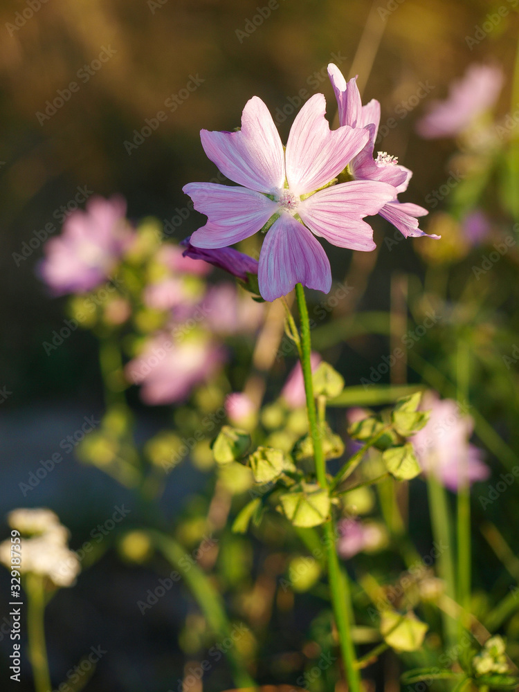 flower flower