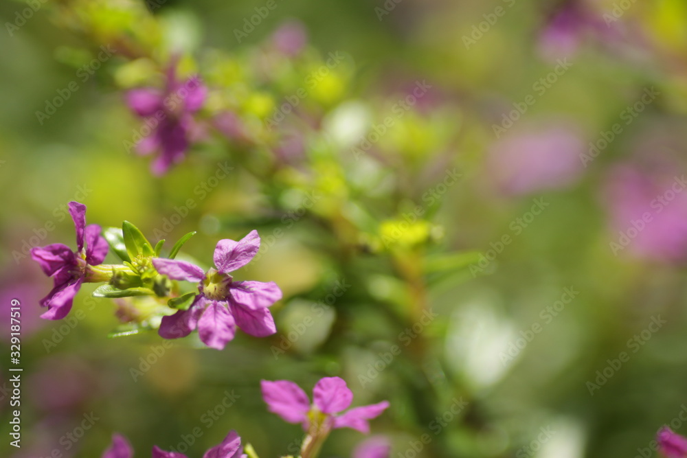 macro shot of purple flower taiwan beauty at the park