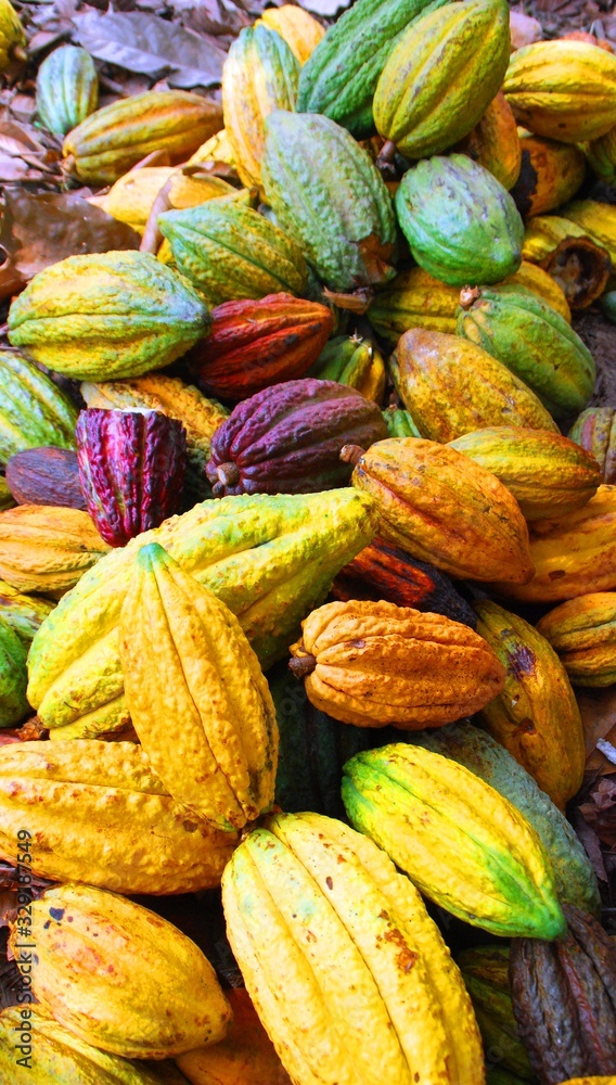 Fototapeta premium close up of colourful cacao fruits after harvest/ peru