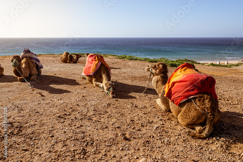 Touristics camels on the dromedary terrace of Tangier