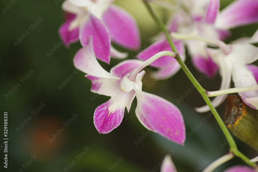 Close up shot of beautiful orchid flower at the garden Close up shot of beautiful orchid flower at the garden