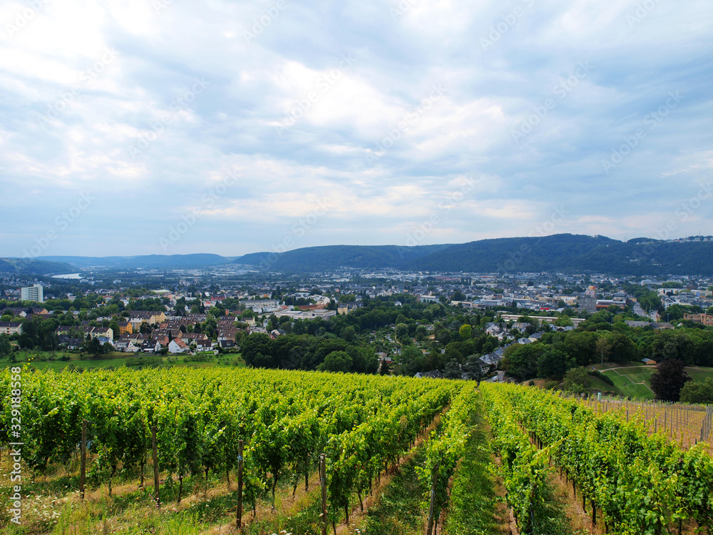 Vineyards near Trier, Germany