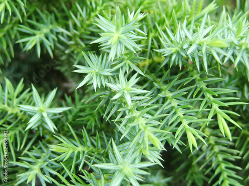 lose up shot of temple juniper ("juniperus rigida") leafs for background / wallpaper