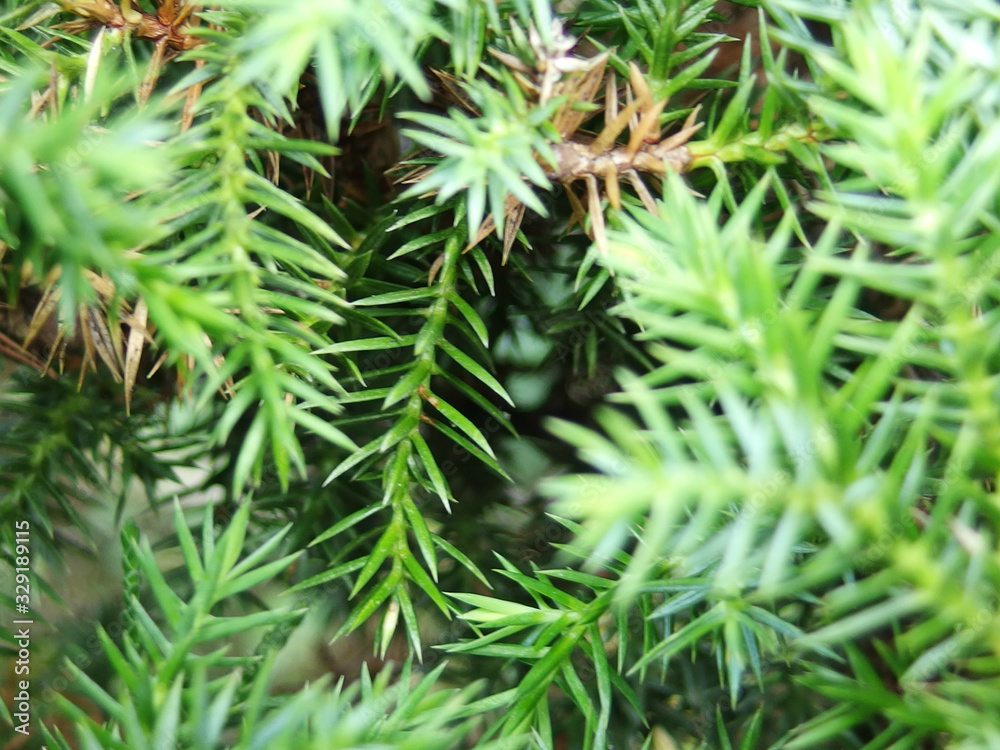 lose up shot of temple juniper ( lose up shot of temple juniper (