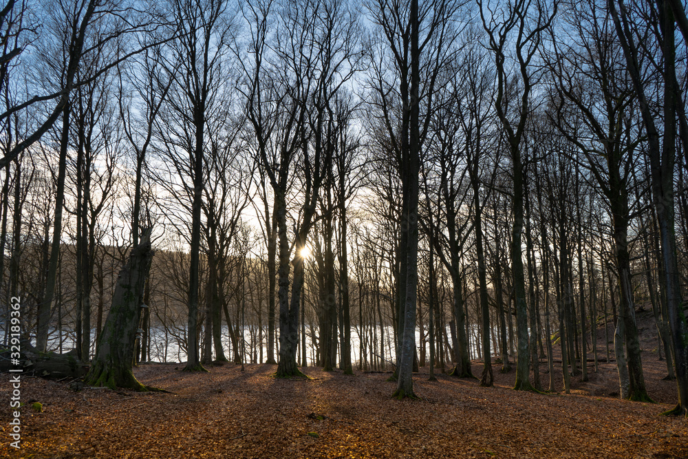 Fototapeta premium Setting sun in the forest