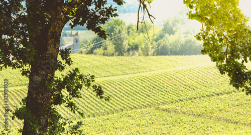 vineyard of Saint-Emilion, France, near Bordeaux at the end of spring 2017