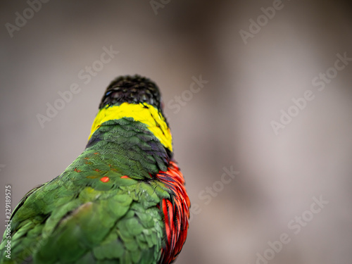 A Rainbow Lory Looks Away From Camera With Copy Space