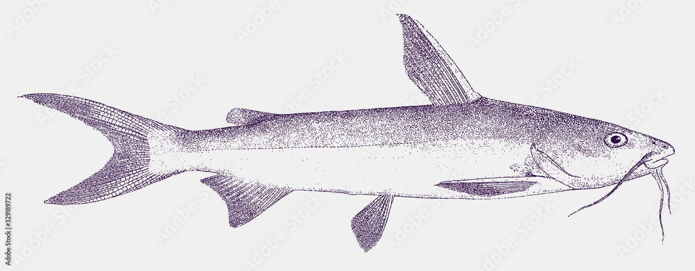 Hardhead Catfish Ariopsis Felis Fish From The Northwest Atlantic And Gulf Of Mexico Stock Vector Adobe Stock