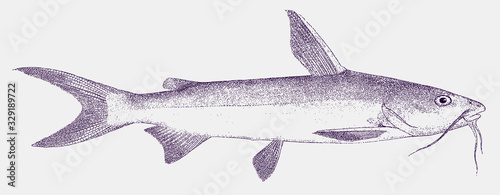 Hardhead catfish ariopsis felis, fish from the Northwest Atlantic and Gulf of Mexico