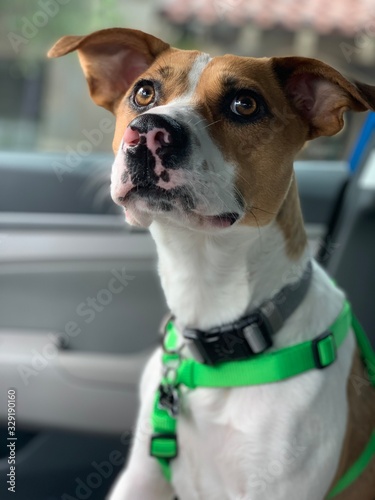 Curious Dog