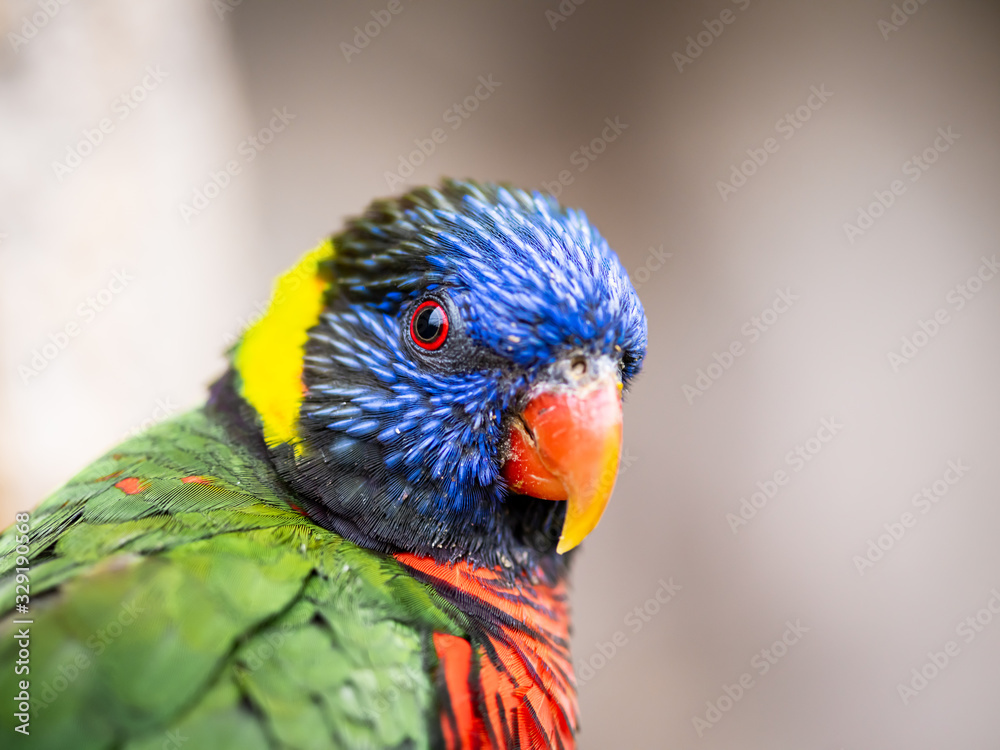 A Close-up of A Rainbow Lory's Portrait with Plenty of Copy Space