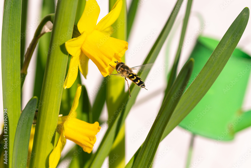 Fototapeta premium hoverfly (syrphidae) in flight to a daffodil (narcissus) blossom on sunny spring day with blurred bokeh background