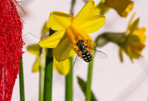 hoverfly (syrphidae) sitting on a daffodil (narcissus) blossom on sunny spring day with blurred bokeh background photo