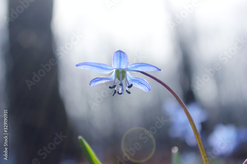 Blue wildflower in the forest. Blue squill outdoors, blurry background. Beautiful nature background. photo