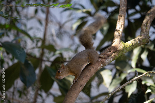 squirrel on tree © samuel