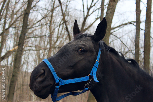 Cropped shot of black horse in a stable wearing bridle. Animals, mammals concept. Cute horse outdoors.