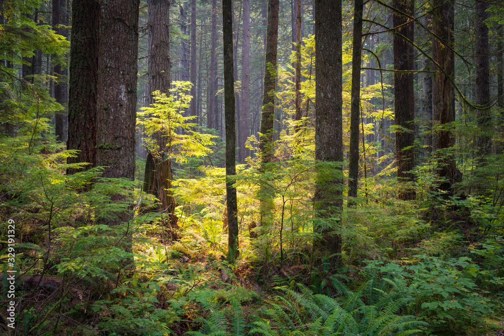 Obraz premium Filtered sunlight falling on a young western hemlock sapling growing in a temperate rainforest in British Columbia, Canada.