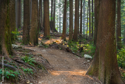 Hiking trail through the old growth rainforest at  Lynn Headwaters Regional Park in British Columbia. photo