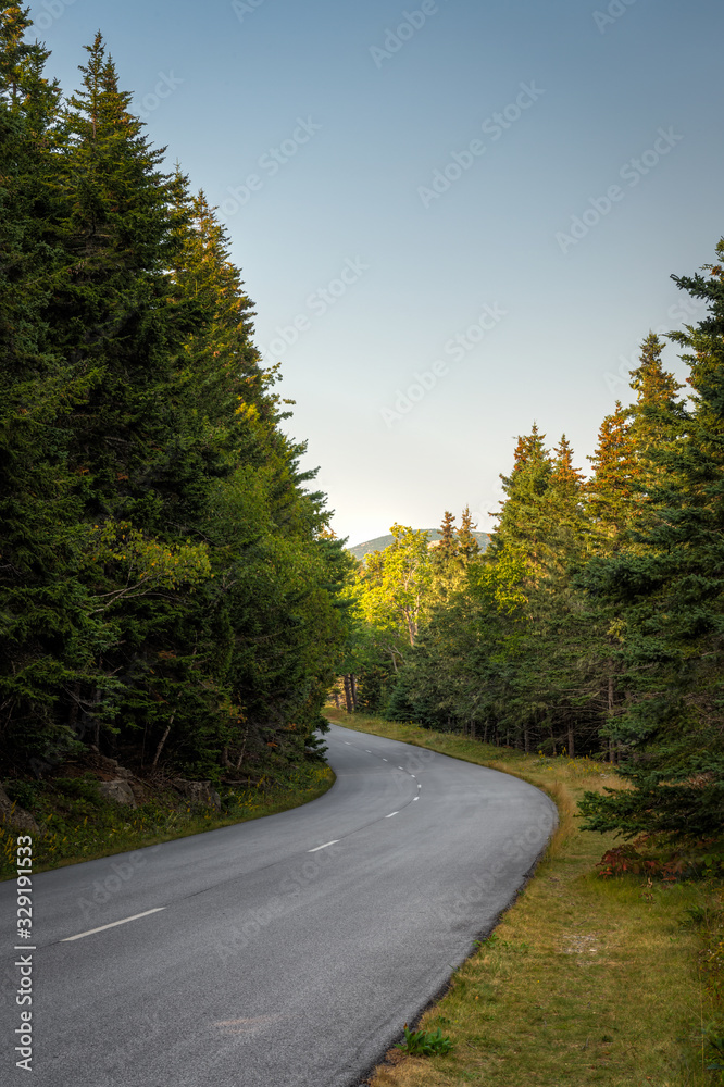 Fototapeta premium Road Winds Through Pine Trees in Acadia National Park Vertical
