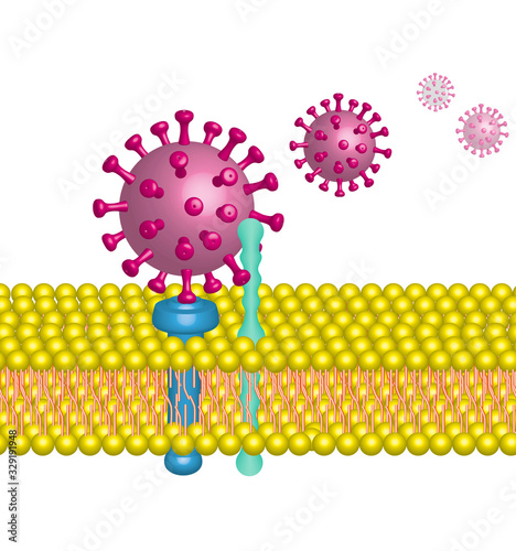 corona virus, SARS-CoV-2 photo