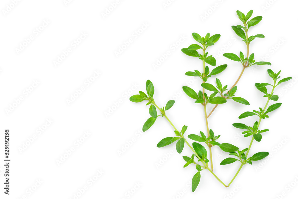 Fresh thyme spice isolated on white background. Copy space for your text. Fresh thyme spice isolated on white background. Copy space for your text.