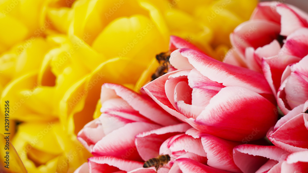 Many bees on bright fresh yellow and pink tulips collect pollen in 4K. Bees awakening from hibernation pollinate a field with spring colorful tulips, macro shot early flowers.