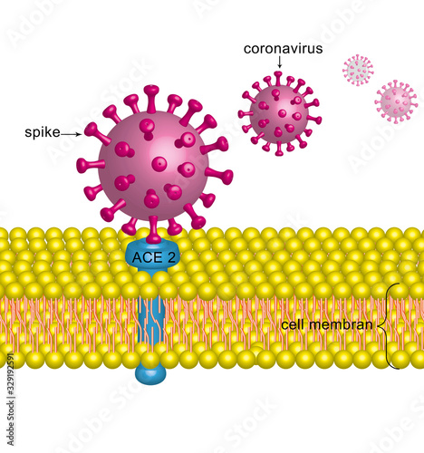corona virus, SARS-CoV-2 photo