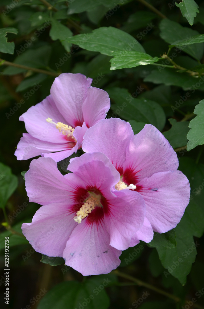 hibiscus beautiful lilac flowers in the garden hibiscus beautiful lilac flowers in the garden