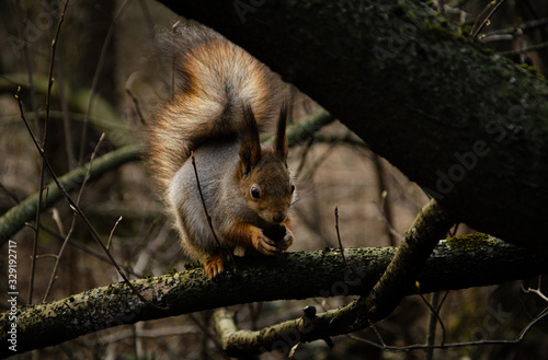  squirrel