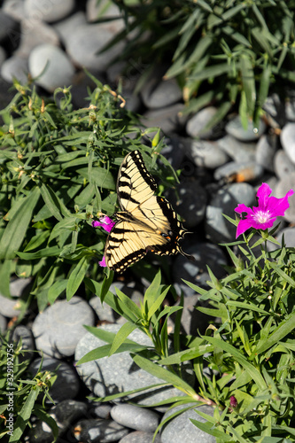 Anise swallowtail butterfly Papilio zelicaon perches on a flower photo