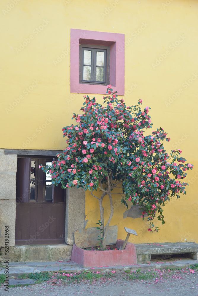 Flowered camellia in the abandoned village of Granadilla in Caceres, Extremadura