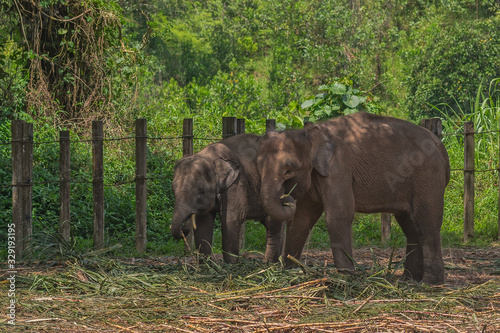The smallest Borneo Pygmies elephants in the Lok Kawi Wildlife Park.