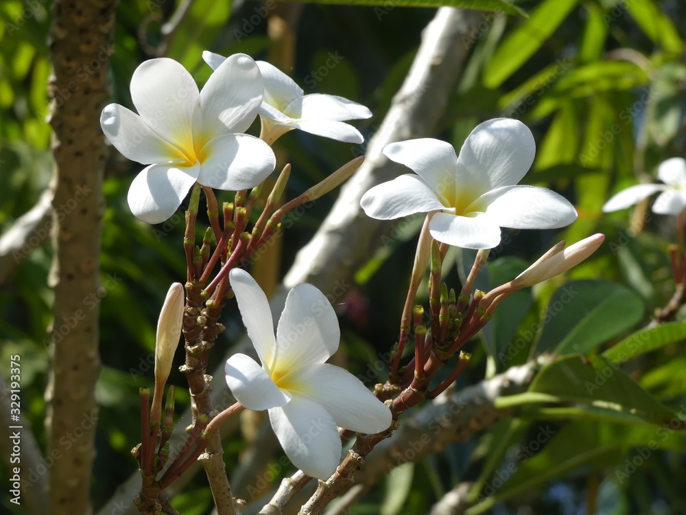 Fototapeta premium plumeria flowers, Sri Lanka