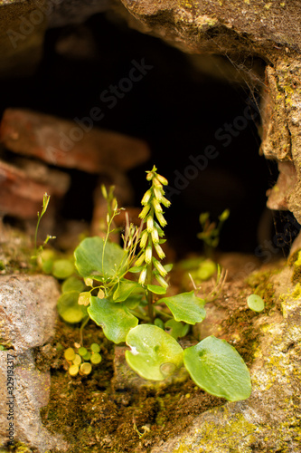 Small green plants growing in a hole in an old brick wall